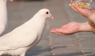 鸽子如何过冬 鸽子如何过冬视频