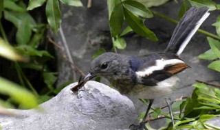 野生四喜鸟抓回来怎么养 野生四喜鸟抓回来怎么养护