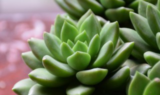 自制多肉暖棚怎么通风（多肉冬天自制保暖棚）