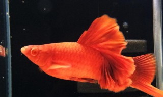 红箭高鳍怎么养不得病（高鳍红箭为什么不繁殖）