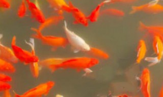 鱼都在上面游怎么回事（鱼一上一下的游怎么回事）