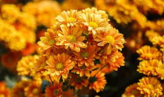 菊花种子怎么采收（菊花种子怎么采收的）