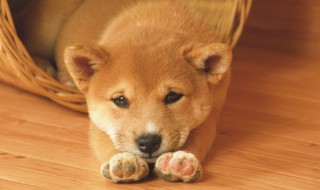 狗刨地板砖是怎么回事（狗狗刨地板是怎么回事）