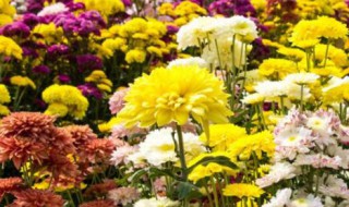 菊花花苞黑了怎么回事 菊花花苞发黑