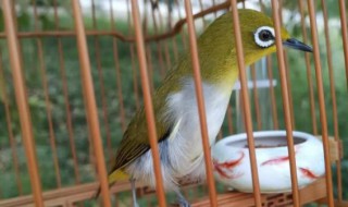 绣眼鸟在家怎么遛 绣眼鸟在家怎么遛鸟