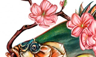 鳜鱼家中怎么养 鳜鱼家中怎么养好