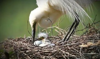 白鹭的窝是怎么搭的（白鹭的窝怎么搭的?）