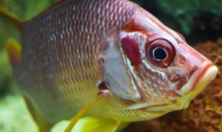 鱼死完了怎么重新开缸(鱼死了重新开缸养水几天)