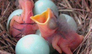 怎么判断鸟死在蛋里面了 鸟蛋怎么知道坏了没