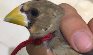 野生蜡嘴如何驯服（刚捉野生蜡嘴怎么养）