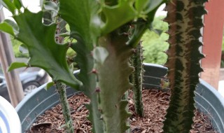 怎样让龙骨发侧芽 龙骨侧芽可以剪掉吗