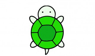 刚出生的乌龟怎么养? 刚出生的乌龟怎么养 知乎