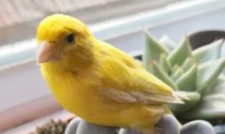 怎么让玉鸟公快速起旺(玉鸟如何提旺)