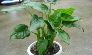 滴水观音种子怎样才算成熟（滴水观音种子怎样才算成熟了）