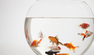 鱼卵怎么孵化（鱼卵怎么孵化小鱼）