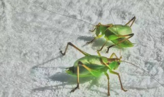 扎嘴鸣虫怎样饲养 鸣虫扎嘴用什么样好