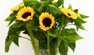 向日葵鲜切花怎么快速开花 向日葵鲜切花快速开花加热水