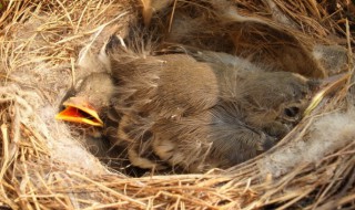 刚出生的小麻雀怎么养 刚生的小麻雀怎么养才能养活