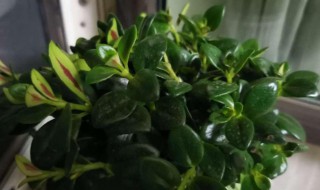 聚财金鱼花怎么养（养金鱼聚财吗）