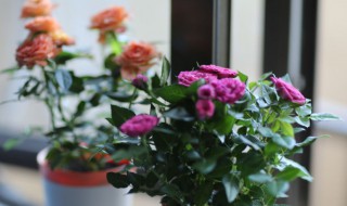 夏天玫瑰花怎么养 夏天玫瑰花怎么养护