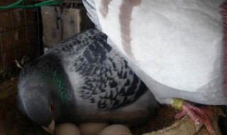 人工不用机器怎么孵鸽子蛋（人工不用机器怎么孵鸽子蛋视频）