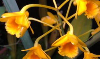 如何养好鼓槌石斛（如何养好鼓槌石斛花）