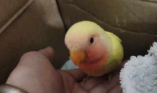 黄桃鹦鹉怎么训练上手（黄桃鹦鹉怎样训练）