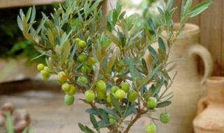 油橄榄盆栽怎么养（油橄榄盆栽怎么养活）