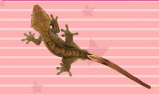 房间里有壁虎怎么驱赶（房间里有壁虎怎么驱赶出去）