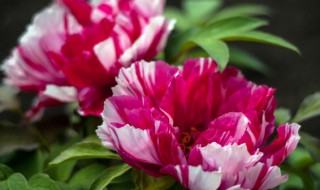 洋牡丹种植方法和注意事项（洋牡丹种植方法和时间）