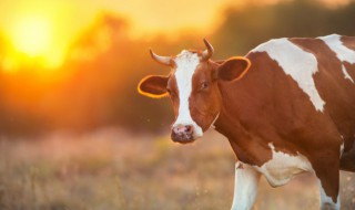 牛属什么五行(属牛的五行是什么?)