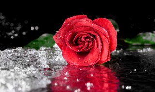 送的玫瑰花怎么处理(送的玫瑰花怎么处理好)