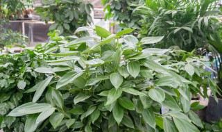 平安树叶子出油怎么治 平安树叶子出油怎么办