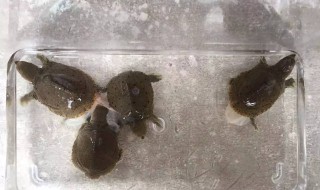 野生甲鱼下蛋了怎么孵化 野生甲鱼怎么孵化蛋的