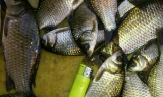 野生鲫鱼在家里怎么养（野生鲫鱼在家里怎么养吃什么）