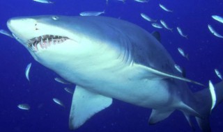 鲨鱼怎么繁殖 鲨鱼的繁殖方法是什么