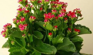 长寿花夏天怎么养护（三种人不能养长寿花）