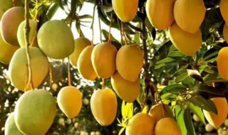 秋天的芒果树是怎样的（秋天的芒果树是怎么样的）