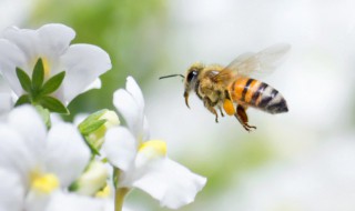 蜜蜂需要喂水吗,怎么喂（冬季怎样给蜜蜂喂水）