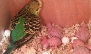 娇凤鸟怎么才能下蛋（娇凤鸟生蛋）