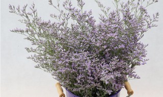 爱情草水草怎么种植 爱情草水草种植方法图解法