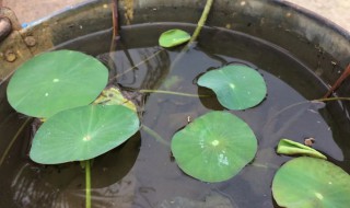 莲子怎么种盆栽（莲子怎么种盆栽好）