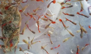 孔雀鱼跳缸怎么回事 新买孔雀鱼危险期几天