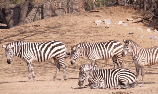 斑马怎么睡觉（斑马躺着睡觉）