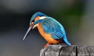 翠鸟怎么养(翠鸟怎么养它吃什么东西)