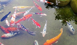 鱼翻身了没死怎么抢救（鱼要翻身了怎么救）