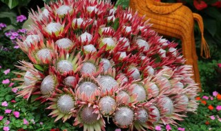 帝王花怎么养 帝王妃兰花怎么养