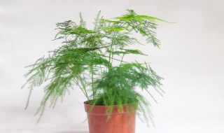 云竹怎么养才能更旺盛（云竹怎么养才能更旺盛,能浇奶吗）