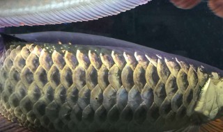 如何刺激龙鱼开口 龙鱼一般可以顶多久不吃东西