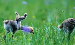 野鸡幼崽怎么喂养 野鸡幼崽怎么喂养图片